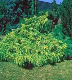 Можжевельник средний Пфитцериана Аурея    Juniperus media 'Pfitzeriana Aurea'